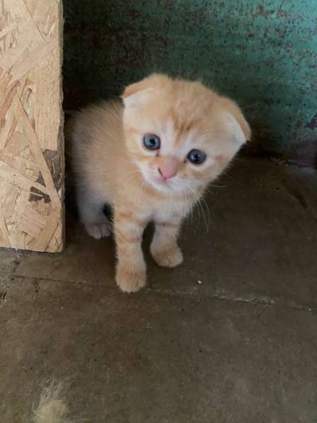 Отдам котят в хорошие руки!