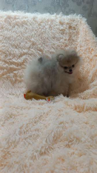 Pomeranian spitz. Mini boy's в фото 7