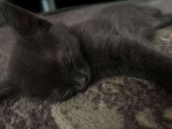 Котята 1 мес в Астрахани фото 5