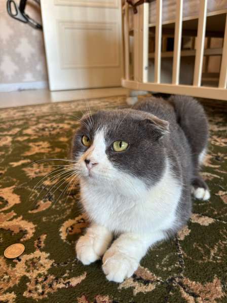 Шотландский вислоухи котенок