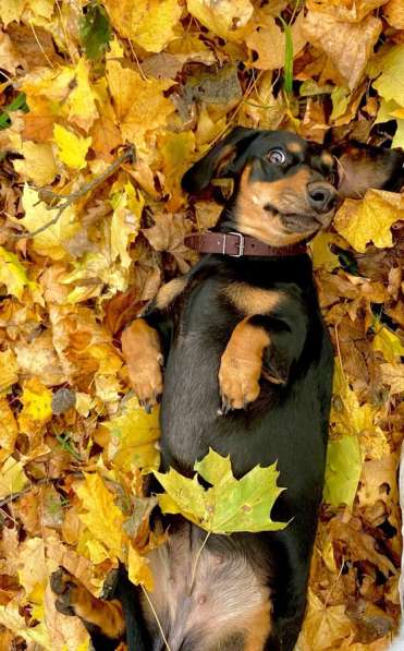 Случка Таксы