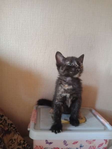 Отдам бесплатно котиков в Тюмени