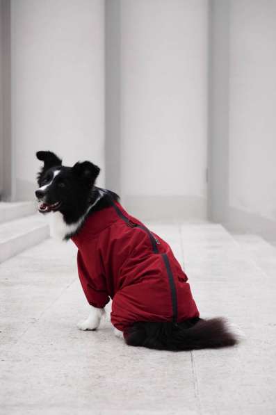 Одежда для собак всех размеров !! в фото 12