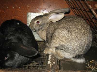 кролики мясной породы в Омске фото 6