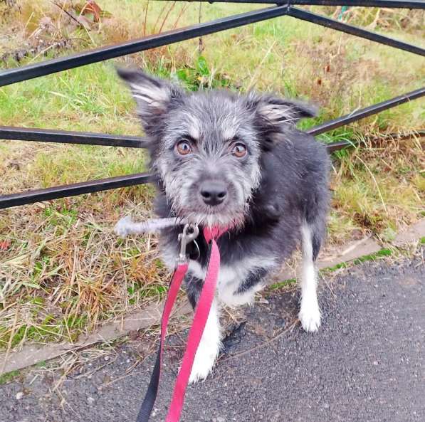 Маленькая собачка-домовёнок в Санкт-Петербурге фото 6