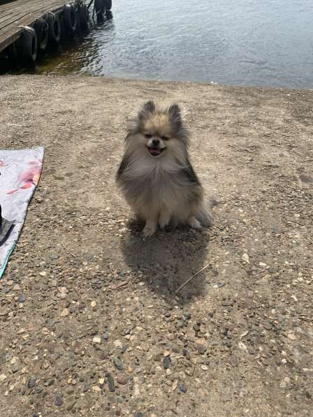 Шпиц Померанский в Дубне