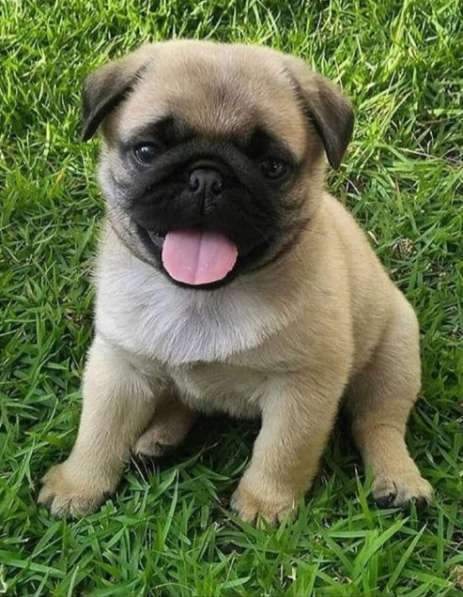 Puppies of different breeds в фото 14