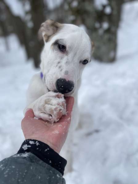 Белый щенок Серкан в добрые руки в Москве фото 16