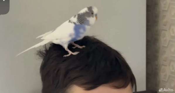 Попугаи в Ростове-на-Дону фото 3