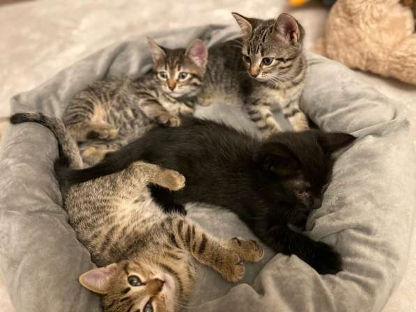 Отдам в Москве