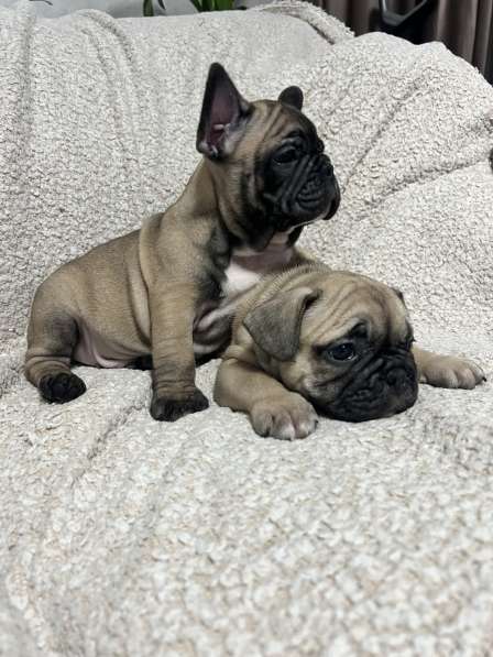 Продам щенков французского бульдога в Красноярске фото 6