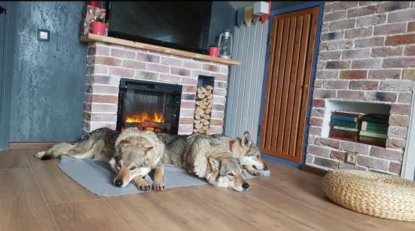 Шенки чехословацкий влчак в Москве фото 5