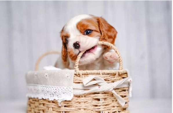 Щенок мальчик