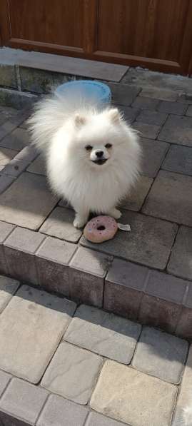 Белый Мишулька в фото 4