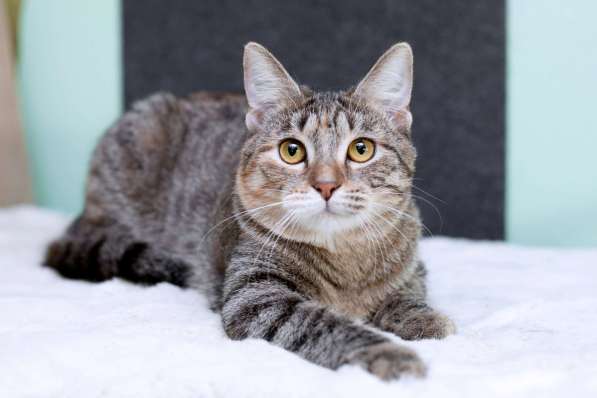 Серая полосатая ласковая котёнок Тея в дар в Москве фото 4
