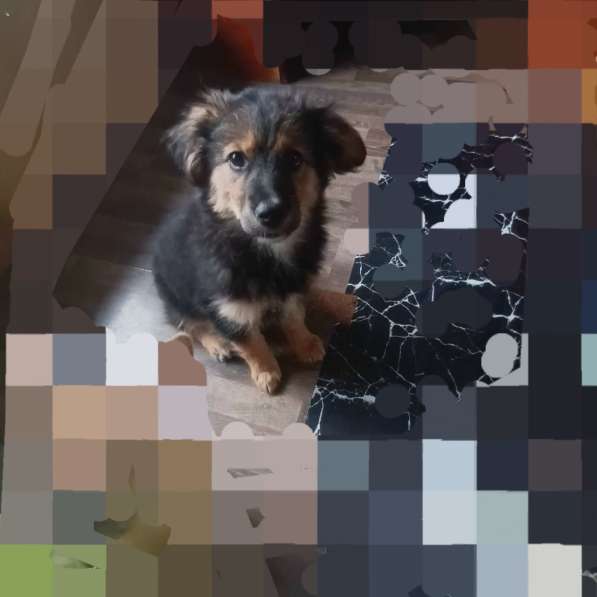 Щенок Грэй – маленький друг для больших приключений в Санкт-Петербурге фото 5