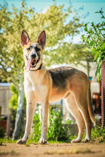 Красавчик, метис овчарки Рэкс в дар в Москве фото 6