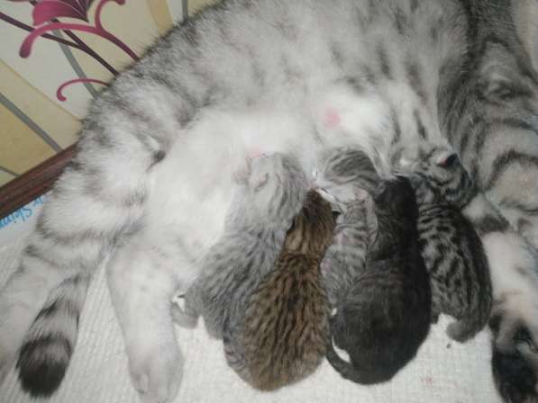 Шотландских породистых котят в фото 11