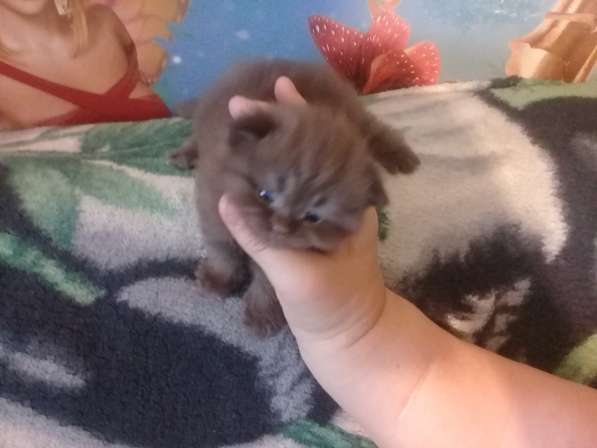 Шотландские котята в Санкт-Петербурге фото 31