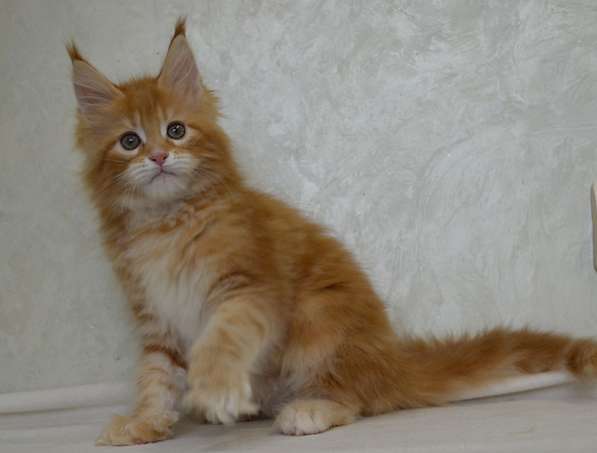 Котята мейн-кун в Москве фото 9