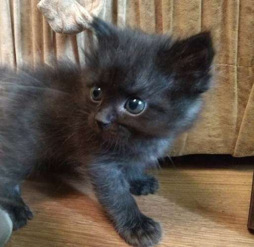 Котята курильского бобтейла в Астрахани фото 6