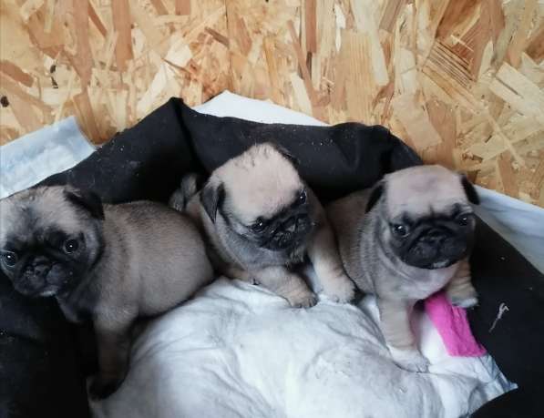 Щенки мопса в Энгельсе фото 9