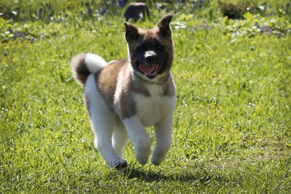 Щенки Американской Акиты в Санкт-Петербурге фото 7