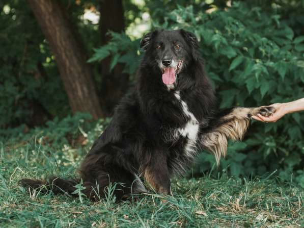 Весёлая, ласковая Чукча ищет семью в Москве фото 80