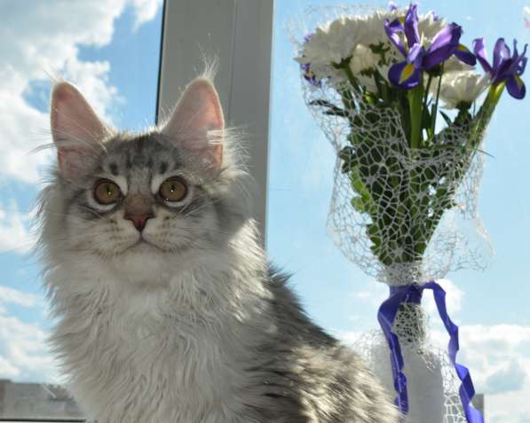 Свободны шикарные котята мэйн-куны редких окрасов в Москве фото 10