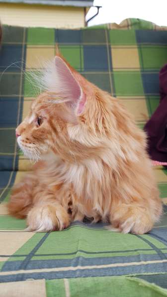 Продаётся красная девочка мейн-кун в Санкт-Петербурге фото 33
