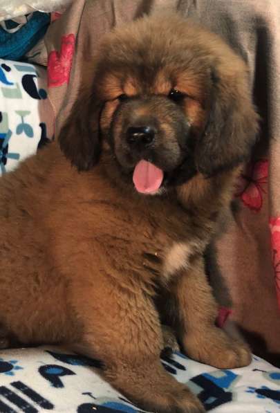 Тибетский мастиф щенки в Твери фото 22