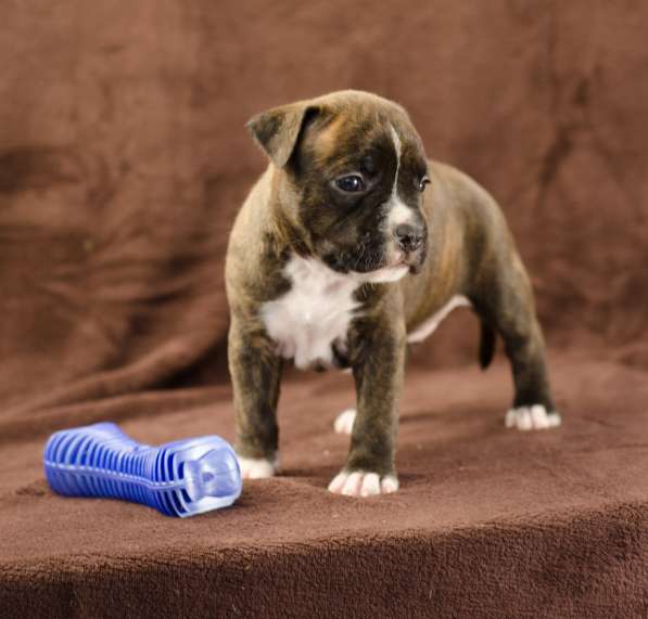 For Sale American Staffordshire Terrier puppy UKU в фото 6