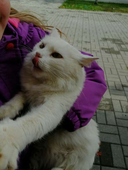 Срочно ищет дом ангорская кошечка