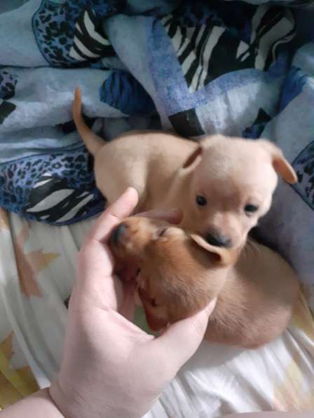 Той терьер щенки в Москве