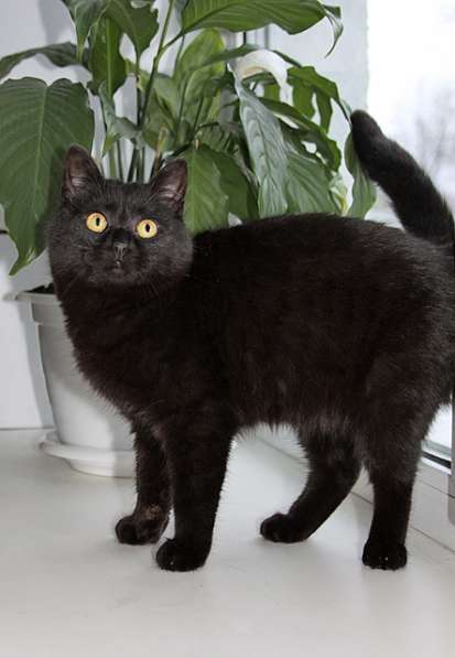 Черная жемчужина Бусинка, ласковый котенок-подросток в дар в Москве