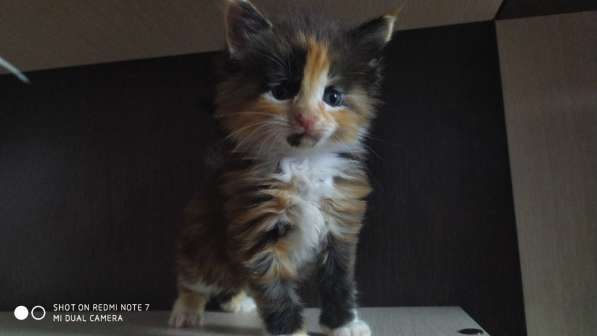 Котята Мейн-кун в Санкт-Петербурге фото 5