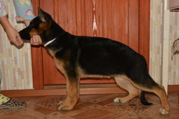 Щенки немецкой овчарки в Сарапуле фото 7