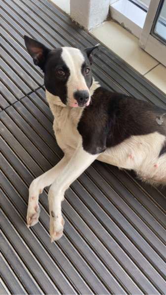 Стаффорд в Ростове-на-Дону фото 5