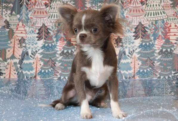 Чихуахуа щенки купить в Москве в Москве фото 5