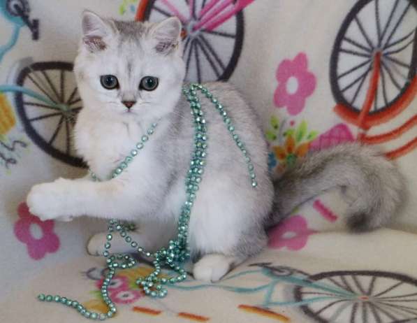 Шотландские котята в фото 6