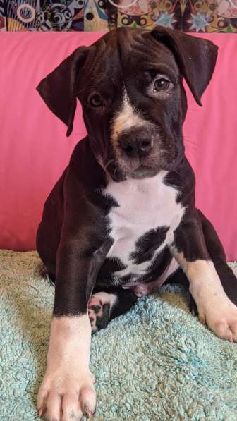 Американский стаффордширский терьер Мальчик Купирован в Москве фото 8