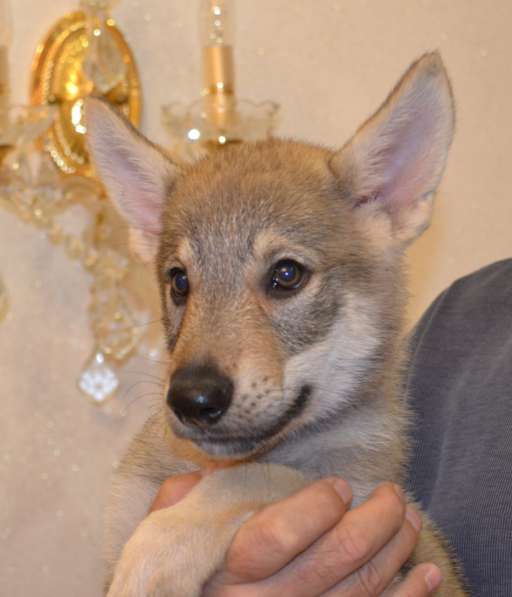 Щенки чехословацкой волчьей собаки, девочка, 4 месяца
