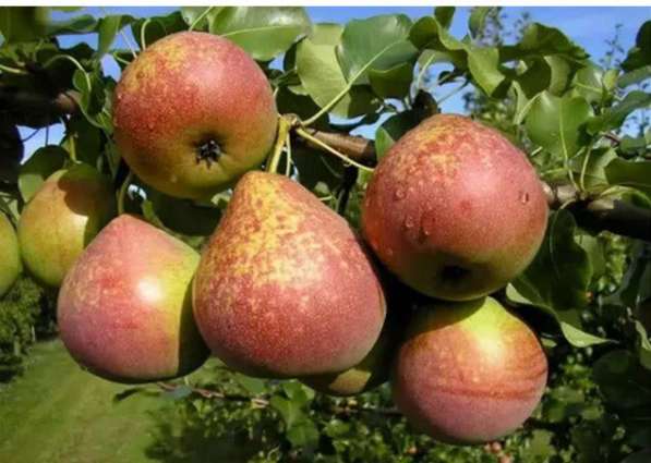 Саженцы плодовых ягодных и декоративных культур в Балашове