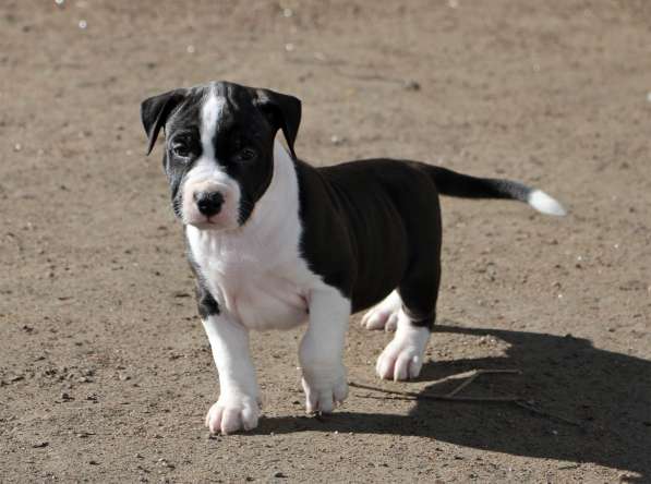 Высокопородные щенки амстаффа в Санкт-Петербурге фото 7