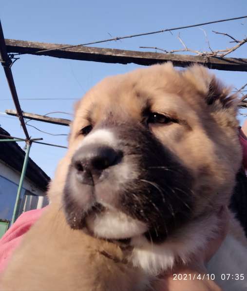 Продаются щенки алабая в фото 33