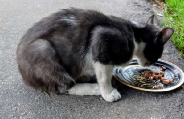 Шестимесячный котик на улице в Москве фото 3