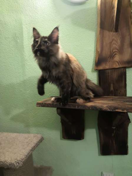 Девочка Мейн кун в Челябинске фото 12