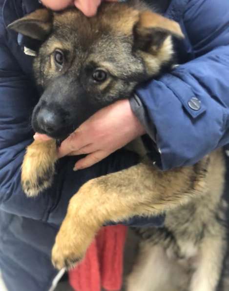 Очаровательный щенок ищет дом в Москве