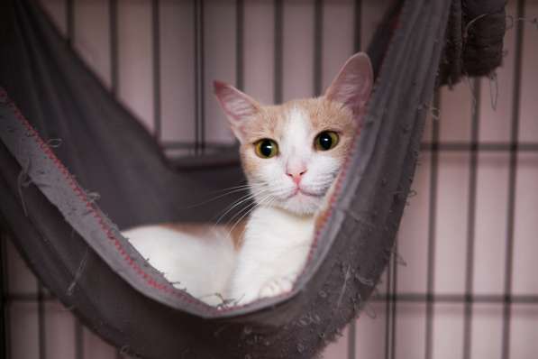 Ванесса - жертва человеческого безразличия