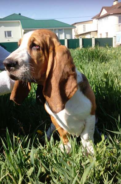 Щенки Бассет-хаунд в Армавире фото 3